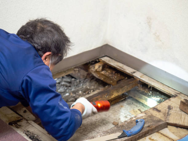 Best Mold Testing and Inspection Services in West Leechburg, PA