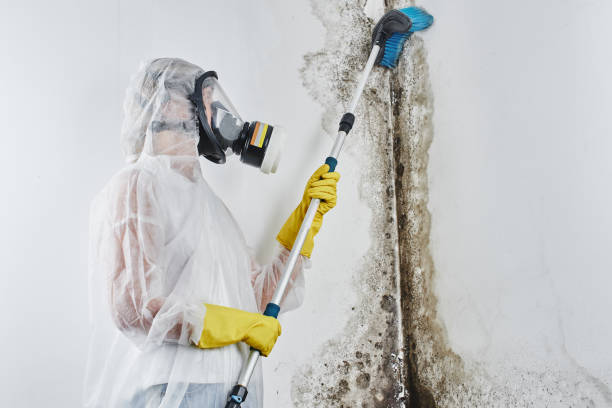 Best HVAC Mold Remediation in West Leechburg, PA
